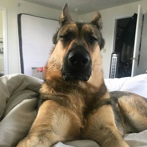 People Share Their Cute And Funny Dogs (20 pics) People Share Their Cute And Funny Dogs (20 pics)