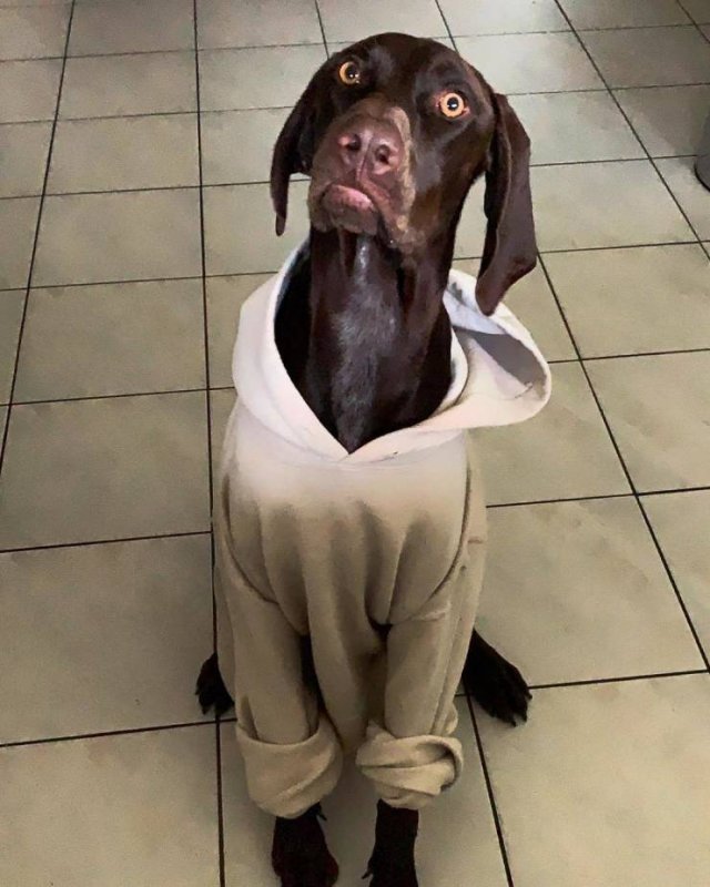 People Share Their Cute And Funny Dogs (20 pics) People Share Their Cute And Funny Dogs (20 pics)