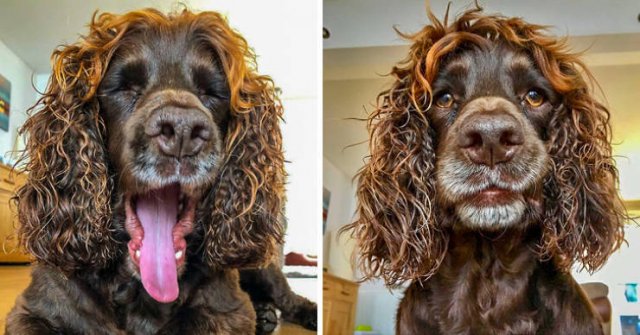 People Share Their Cute And Funny Dogs (20 pics) People Share Their Cute And Funny Dogs (20 pics)