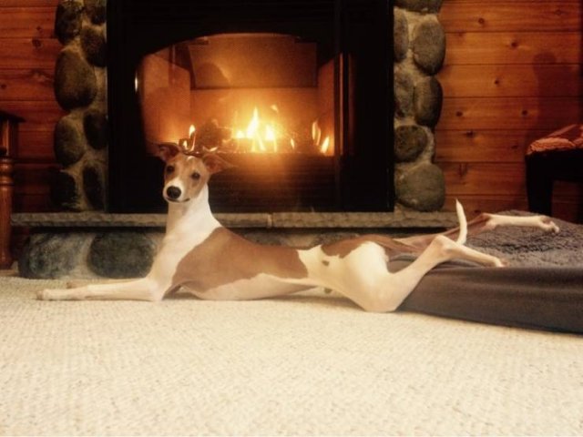 People Share Their Cute And Funny Dogs (20 pics) People Share Their Cute And Funny Dogs (20 pics)