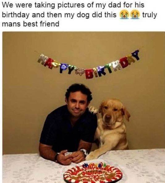 Funny Animals (50 pics)