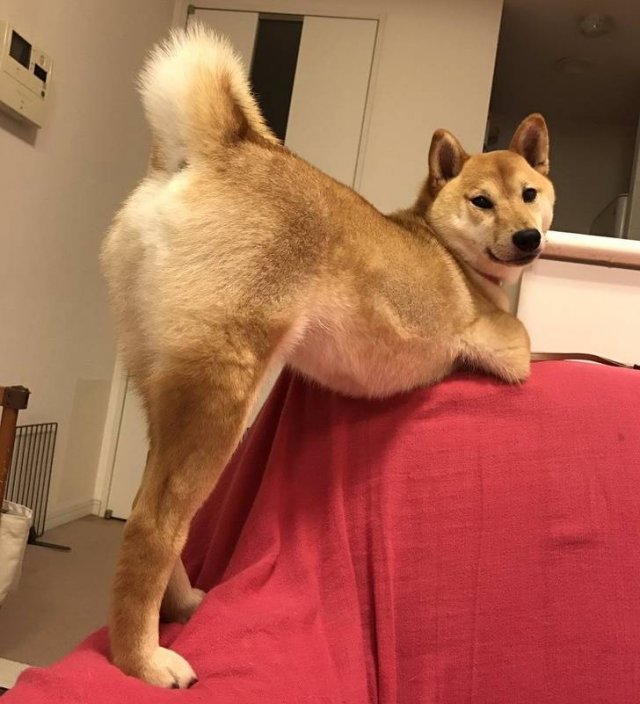 People Share Their Cute And Funny Dogs (20 pics) People Share Their Cute And Funny Dogs (20 pics)