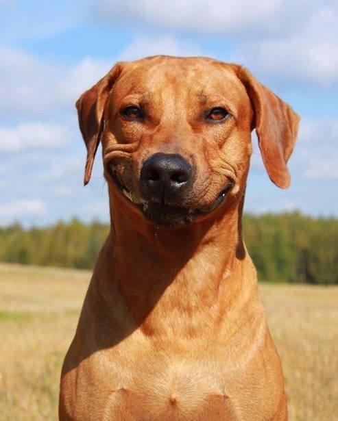 People Share Their Cute And Funny Dogs (20 pics) People Share Their Cute And Funny Dogs (20 pics)