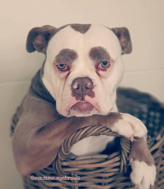 People Share Their Cute And Funny Dogs (20 pics) People Share Their Cute And Funny Dogs (20 pics)