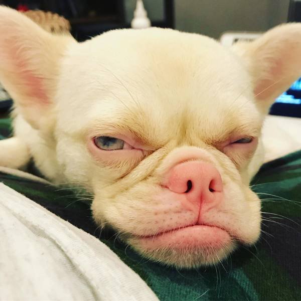 People Share Their Cute And Funny Dogs (20 pics)