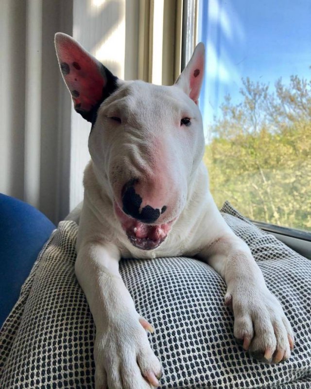 People Share Their Cute And Funny Dogs (20 pics) People Share Their Cute And Funny Dogs (20 pics)
