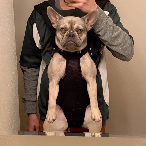 People Share Their Cute And Funny Dogs (20 pics) People Share Their Cute And Funny Dogs (20 pics)