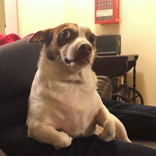 People Share Their Cute And Funny Dogs (20 pics) People Share Their Cute And Funny Dogs (20 pics)