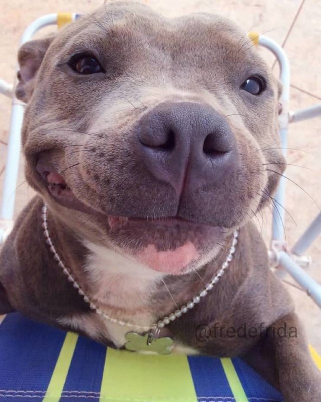 People Share Their Cute And Funny Dogs (20 pics) People Share Their Cute And Funny Dogs (20 pics)