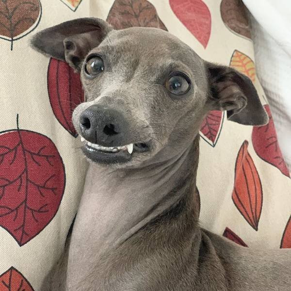 People Share Their Cute And Funny Dogs (20 pics) People Share Their Cute And Funny Dogs (20 pics)