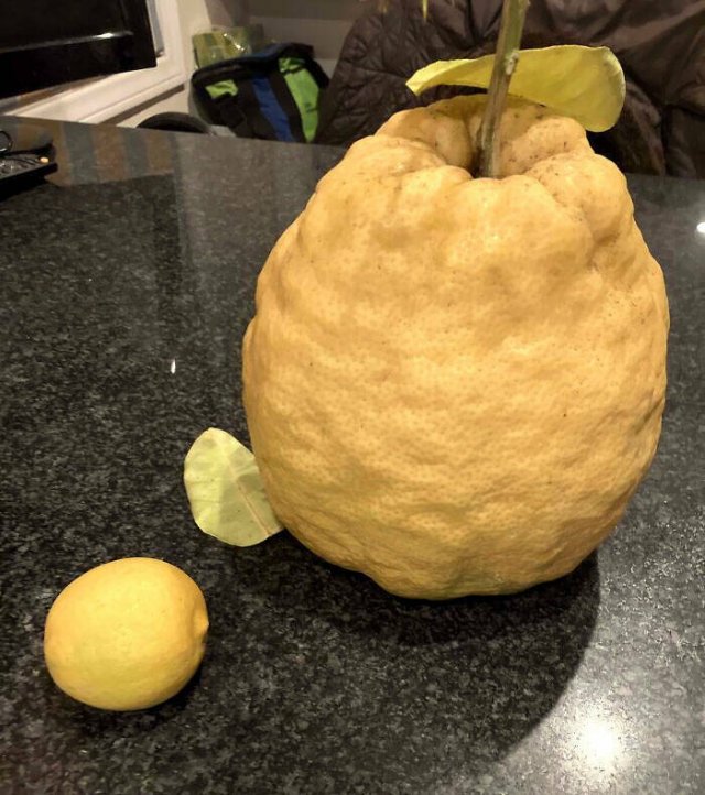 People Who Won The Food Lottery (25 pics)