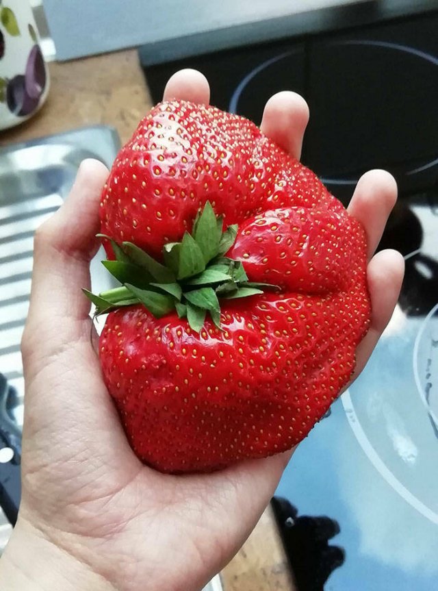 People Who Won The Food Lottery (25 pics)