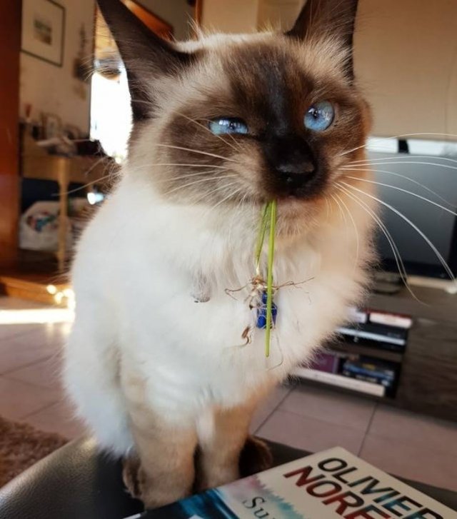 People Share Funny Photos Of Their Cats (22 pics)
