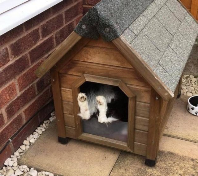 People Share Funny Photos Of Their Cats (22 pics)