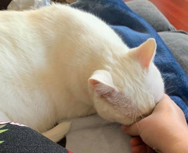 People Share Funny Photos Of Their Cats (22 pics)