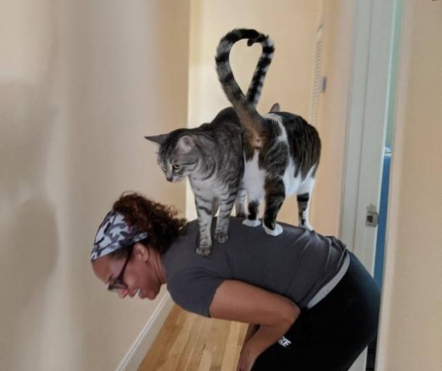 People Share Their Funny Cats (20 pics) People Share Their Funny Cats (20 pics)