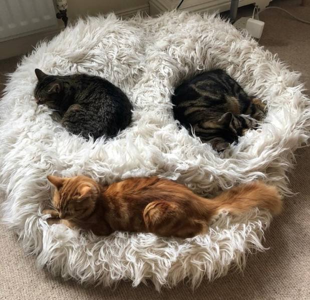 People Share Their Funny Cats (20 pics) People Share Their Funny Cats (20 pics)
