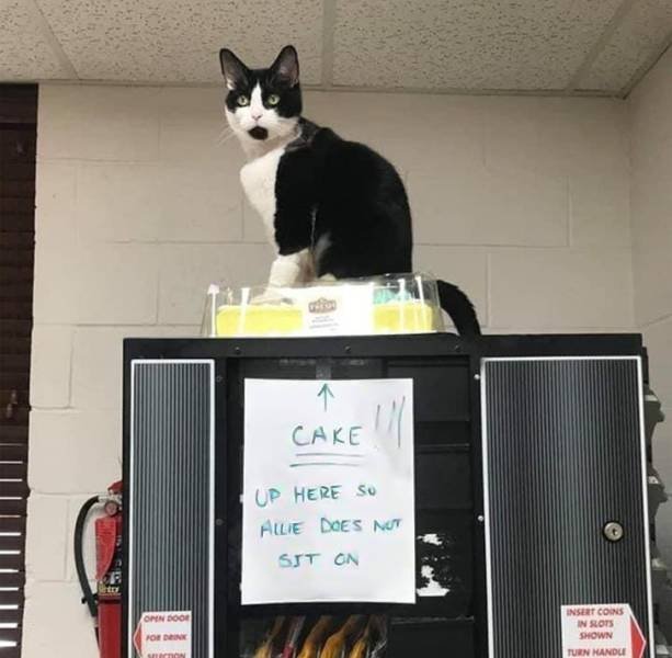 People Share Their Funny Cats (20 pics) People Share Their Funny Cats (20 pics)