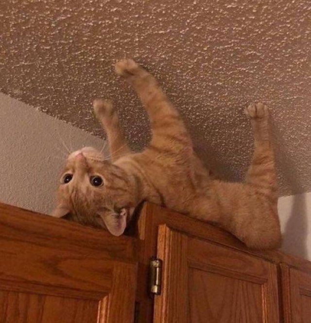 People Share Their Funny Cats (20 pics) People Share Their Funny Cats (20 pics)