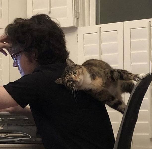 People Share Their Funny Cats (20 pics) People Share Their Funny Cats (20 pics)