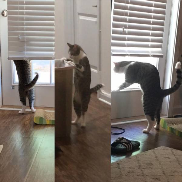 People Share Their Funny Cats (20 pics) People Share Their Funny Cats (20 pics)