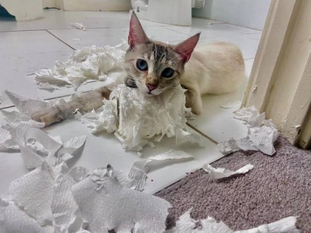 People Share Their Funny Cats (20 pics) People Share Their Funny Cats (20 pics)