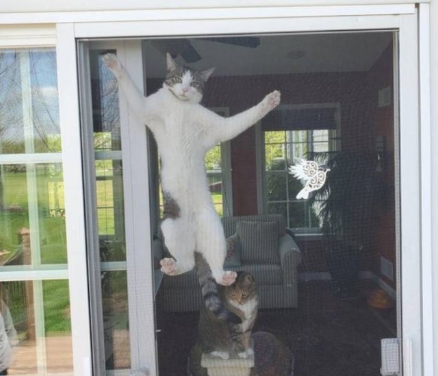 People Share Their Funny Cats (20 pics) People Share Their Funny Cats (20 pics)