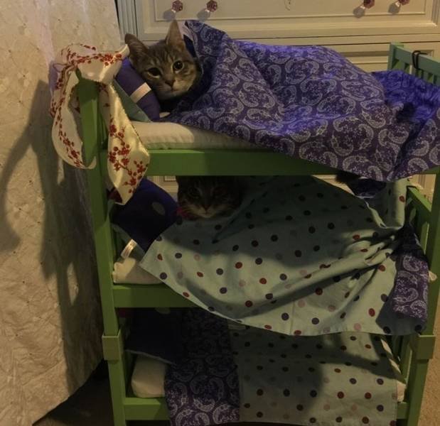 People Share Their Funny Cats (20 pics) People Share Their Funny Cats (20 pics)
