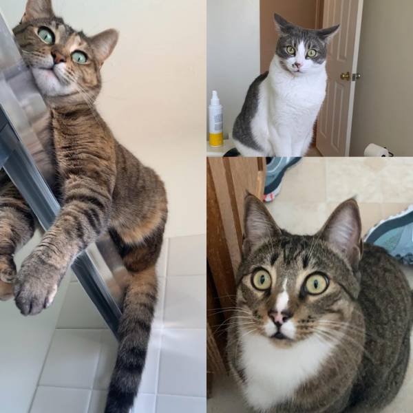 People Share Their Funny Cats (20 pics) People Share Their Funny Cats (20 pics)