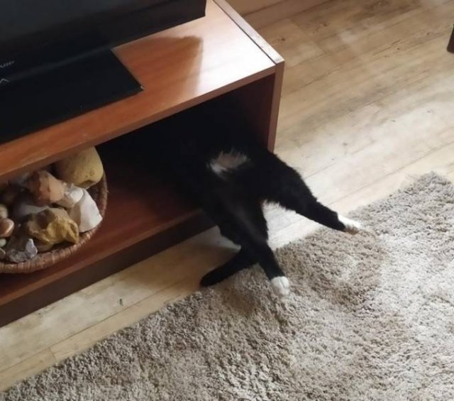 People Share Their Funny Cats (20 pics) People Share Their Funny Cats (20 pics)