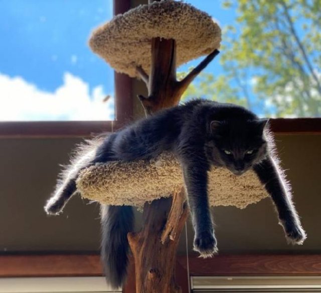 People Share Their Funny Cats (20 pics) People Share Their Funny Cats (20 pics)