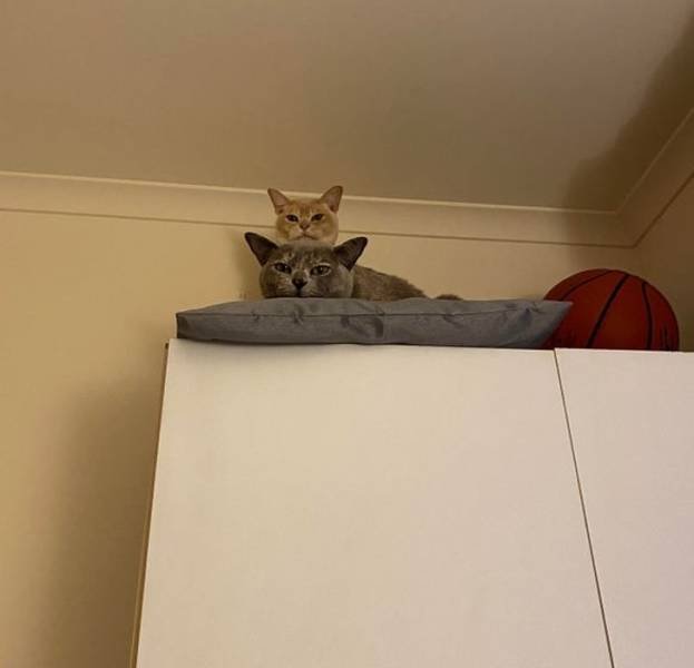 People Share Their Funny Cats (20 pics) People Share Their Funny Cats (20 pics)