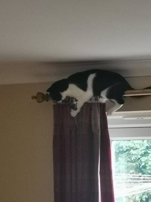People Share Their Funny Cats (20 pics) People Share Their Funny Cats (20 pics)