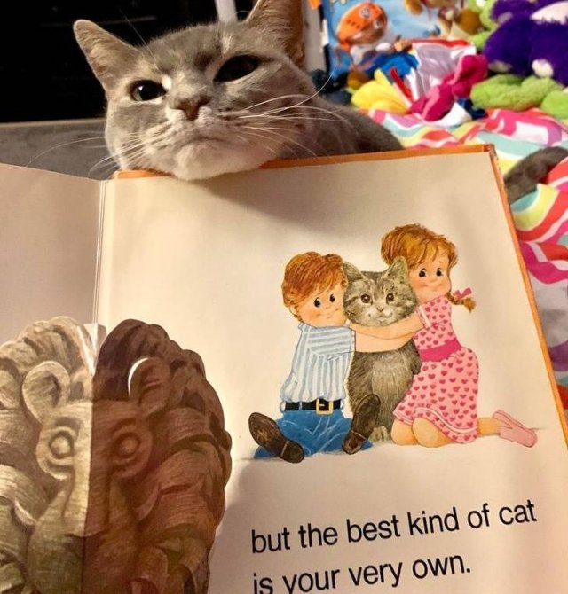 People Share Their Funny Cats (20 pics) People Share Their Funny Cats (20 pics)