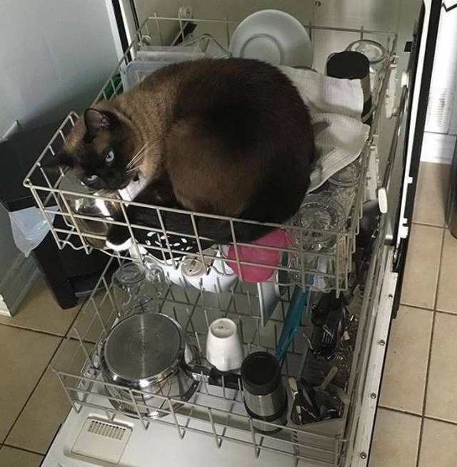People Share Their Funny Cats (20 pics)