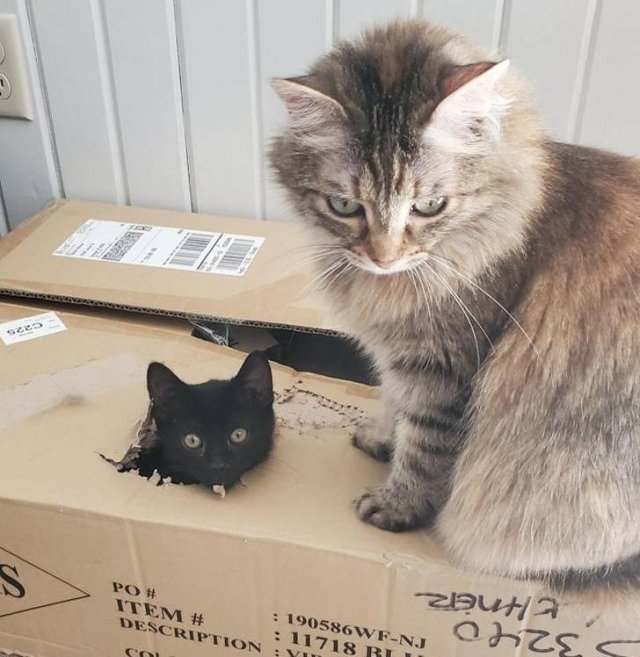 People Share Their Funny Cats (20 pics) People Share Their Funny Cats (20 pics)