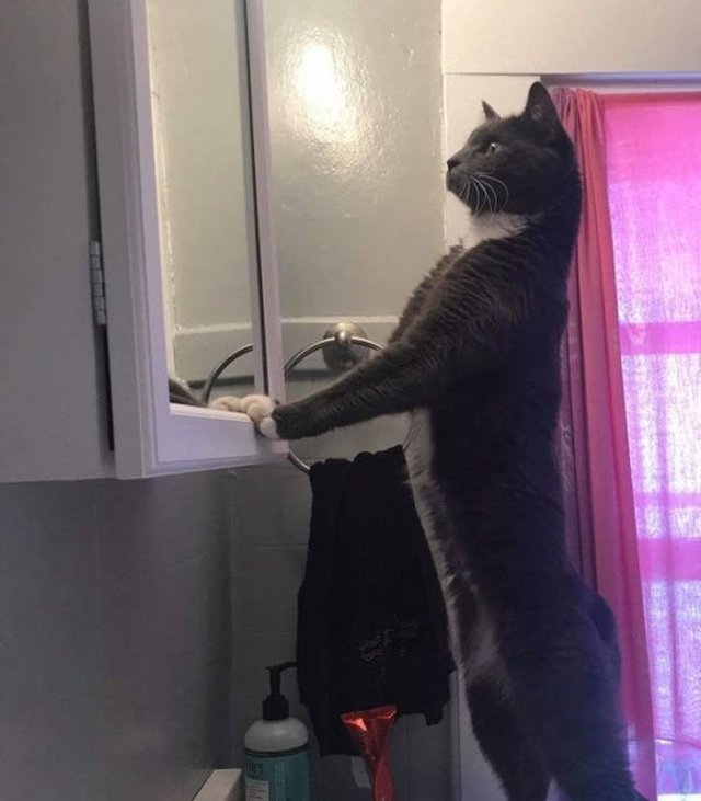 People Share Their Funny Cats (20 pics) People Share Their Funny Cats (20 pics)