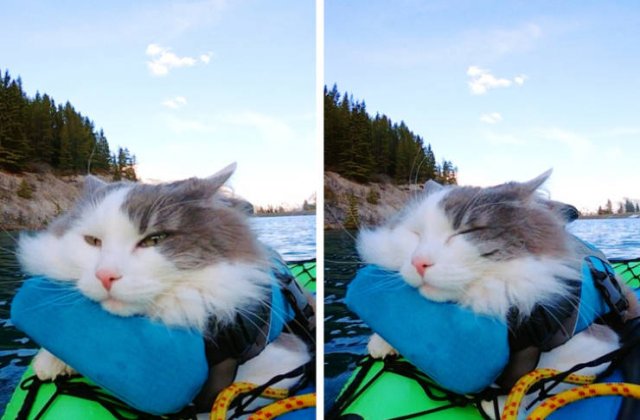 People Share Their Funny Cats (20 pics) People Share Their Funny Cats (20 pics)