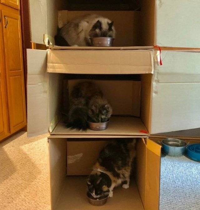 People Share Their Funny Cats (20 pics) People Share Their Funny Cats (20 pics)