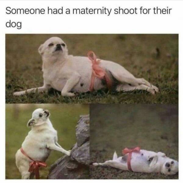 Memes With Animals (22 pics)