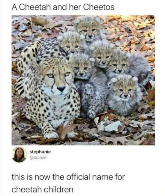Memes With Animals (22 pics)