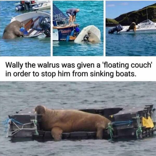 Memes With Animals (22 pics)