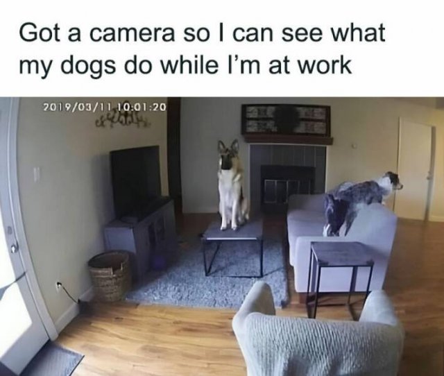 Memes With Animals (22 pics)