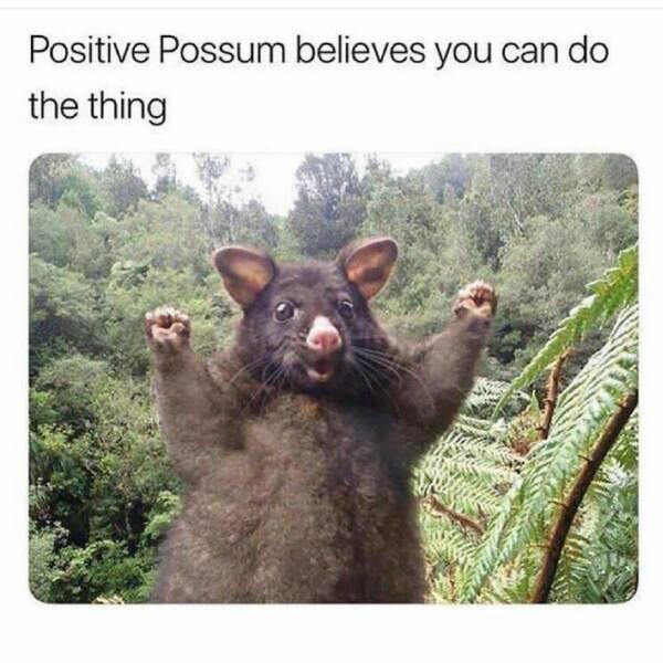 Memes With Animals (22 pics)