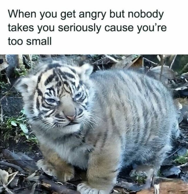 Memes With Animals (22 pics)