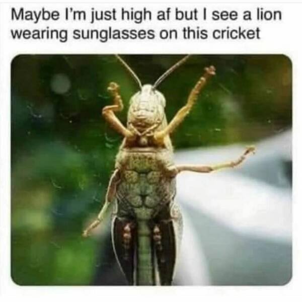 Memes With Animals (22 pics)