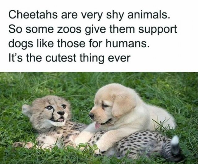 Memes With Animals (22 pics)