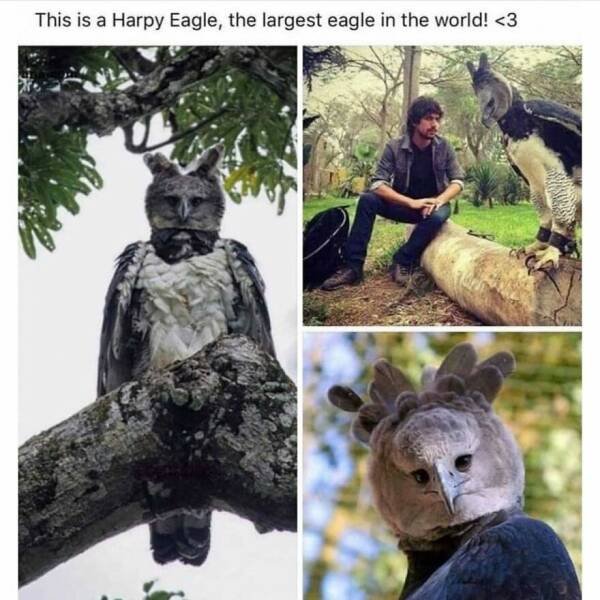 Memes With Animals (22 pics)
