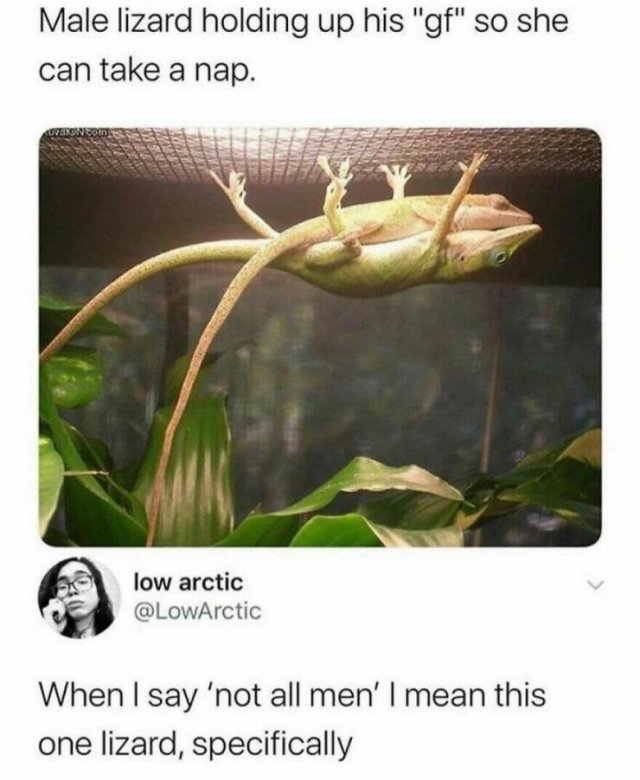 Memes With Animals (22 pics)