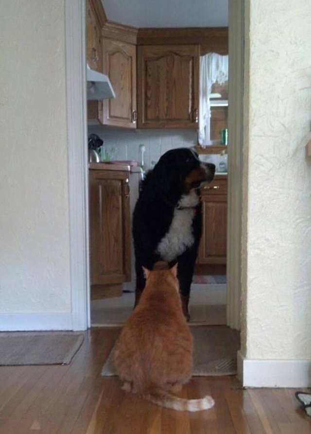 They Don't Like Their Neighbors (20 pics) They Don't Like Their Neighbors (20 pics)